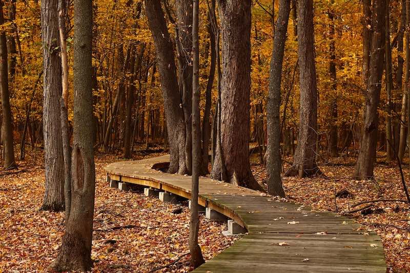 Path in Forest During Autumn Path in Forest During Autumn